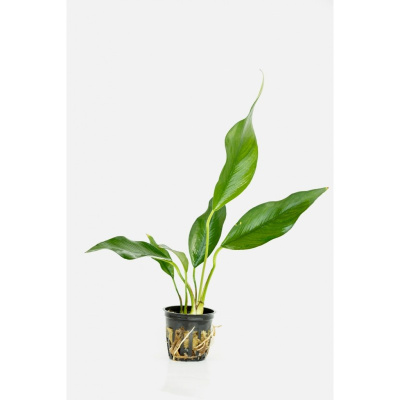 Анубиас Ланцетный, в горшочке